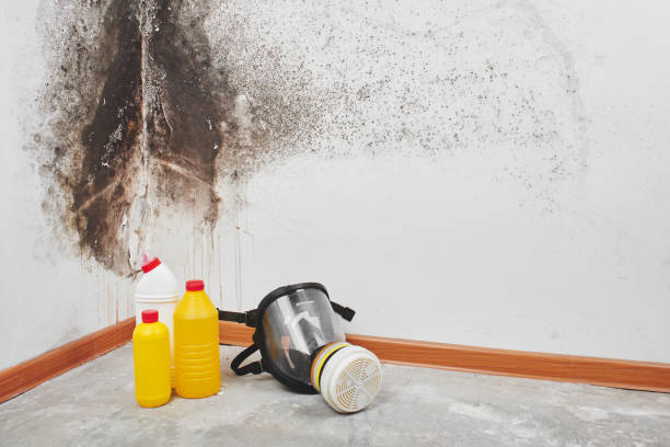 Best Toxic Mold Removal  in Dennison, OH