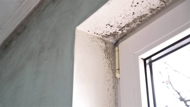 Professional Mold Removal in Dennison, OH