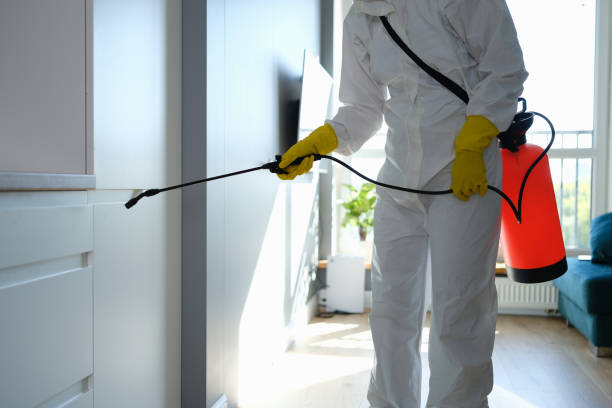 Best Local Mold Removal Service  in Dennison, OH