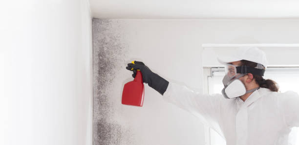 Best Toxic Mold Removal  in Dennison, OH