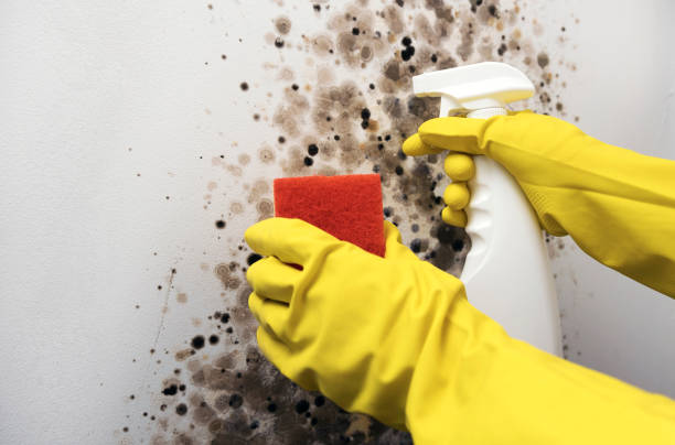 Best Mold Removal and Inspection  in Dennison, OH