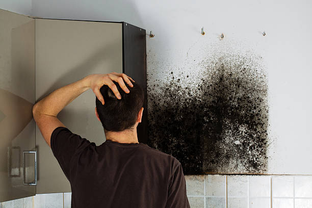 Best Mold Removal Near Me  in Dennison, OH